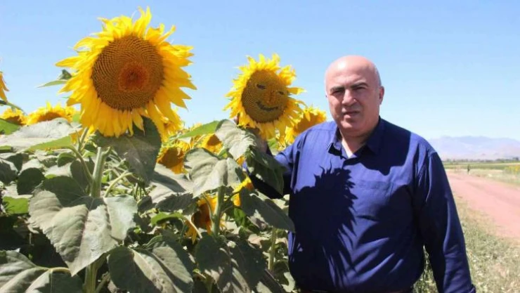 Karaman'da ayçiçeği ekimi yüzde 50 arttı