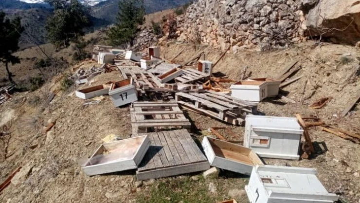 Karaman'da ayılar arı kovanlarını parçaladı