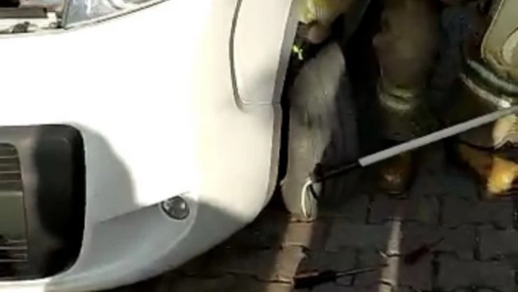 Kartal'da araç motoruna sıkışan kediyi kurtarma operasyonu kamerada