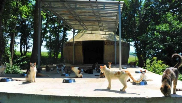 Kasabalı kedilere 'oba' konforu