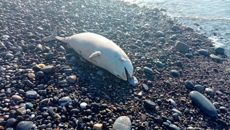 Kastamonu'da sahile ölü yunus vurdu