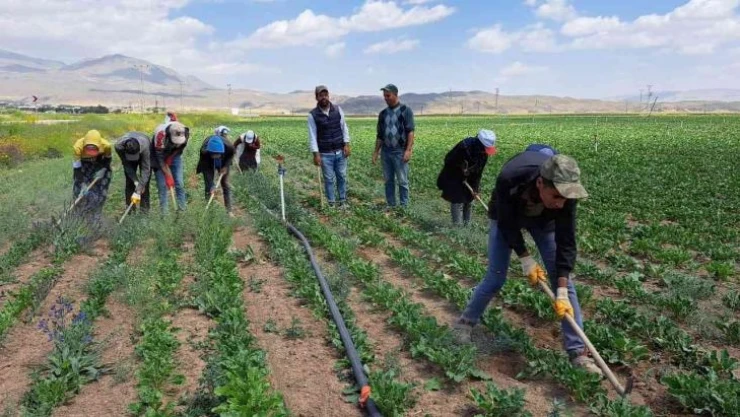 Kavurucu sıcakta ekmek mücadelesi