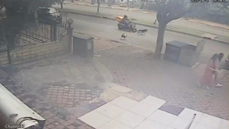Kediden kaçan köpeğe motosiklet çarptı, o anlar kameraya yansıdı