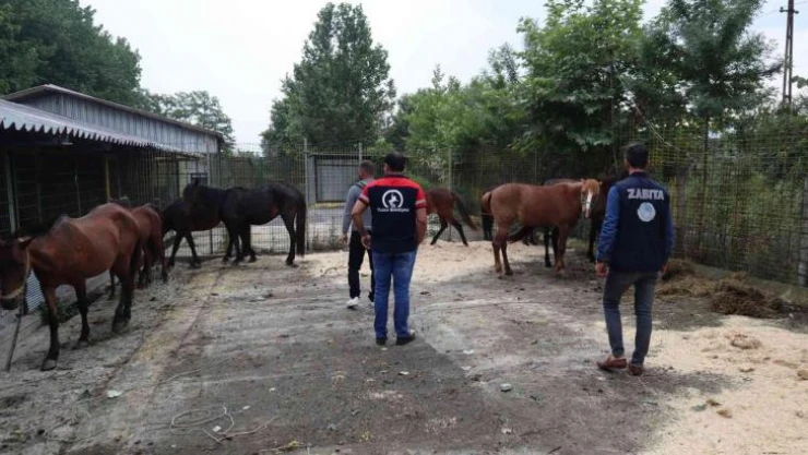 Kesime giden atları, zabıta kurtardı