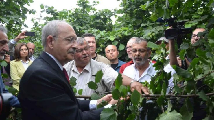 Kılıçdaroğlu: 'Fındık Karadeniz Bölgesi'nin stratejik ürünüdür'