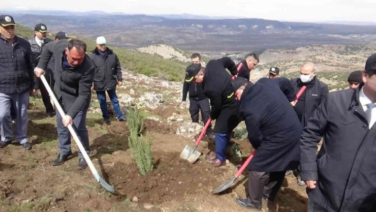 Kilis'te bal ormanı oluşturuluyor