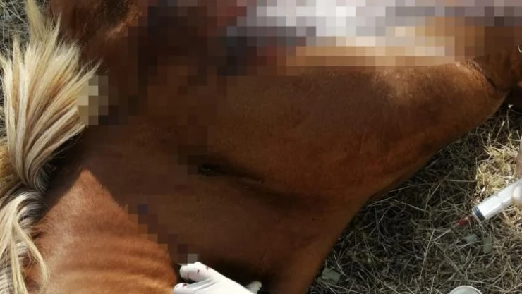 Kırkağaç'ta fayton atları öldürüldü