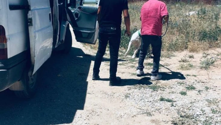 Kırşehir'de polisten 'Pitbull' operasyonu