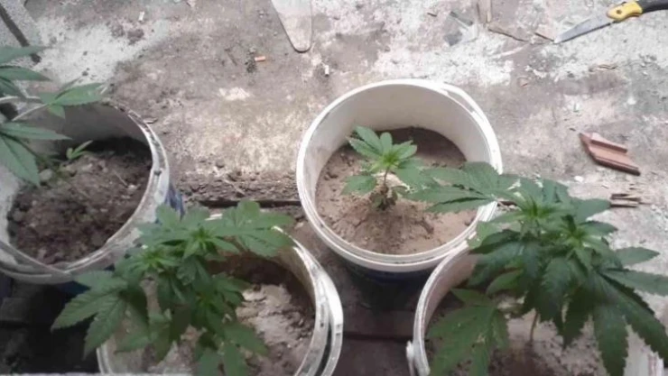 Kovalarda kenevir üretimine jandarma operasyonu