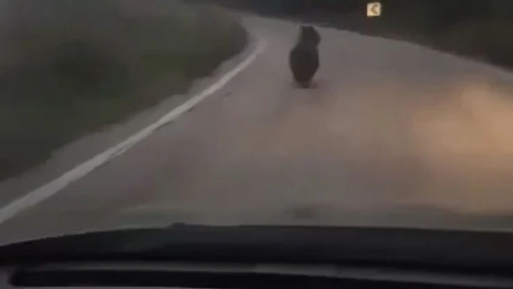 Köye inen ayıyı otomobille kovaladılar