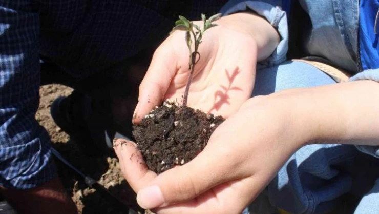 Köylerden toplanan ata tohumları huzurevi bahçesine ekildi