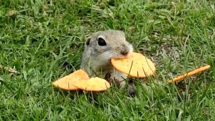 Kraker yiyen sincap, objektife yansıdı