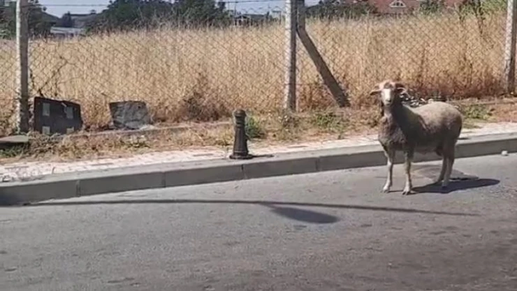 Kurban Bayramı'nda yine hayvanlar kaçtı, vatandaşlar zor anlar yaşadı