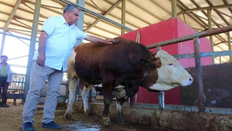 Kurban pazarının 'Kral' tosunu 50 bin TL'ye alıcısını bekliyor