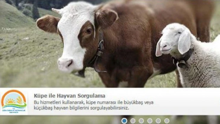 Kurbanınızı küpe numarası ile sorgulayın
