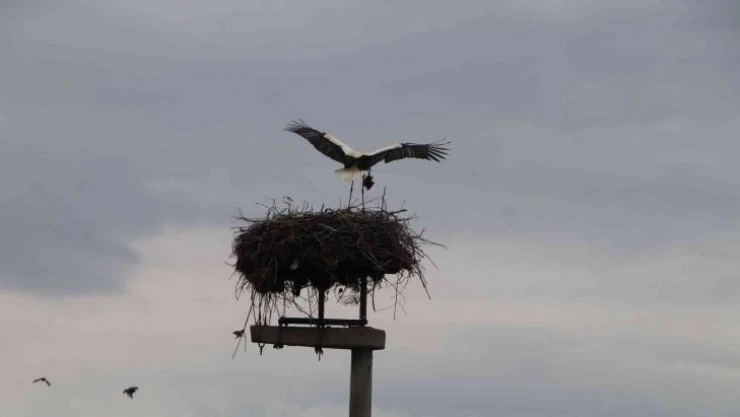 Leylekler elektrik direğini yuva yaptı