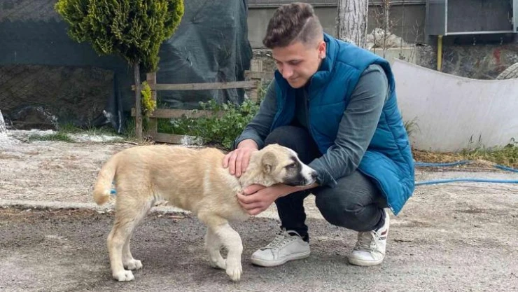 Maltepe'de sokak köpeğini ezen taksici, arkasına bakmadan kaçtı