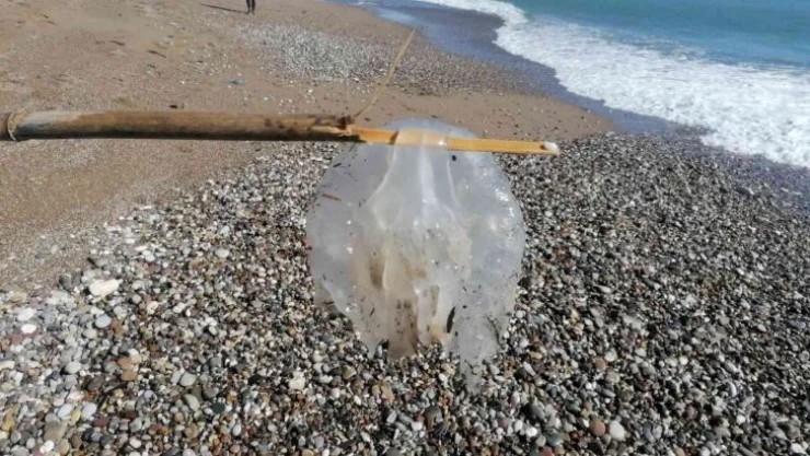 Manavgat'ta denizanası yoğunluğu