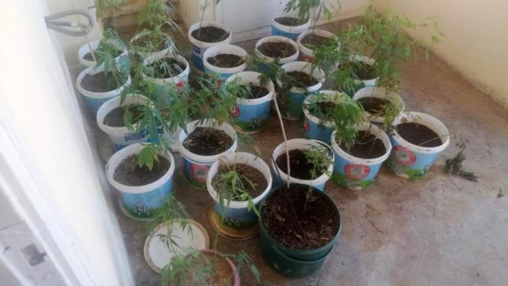 Manisa'da uyuşturucu operasyonu: 1 kişi tutuklandı