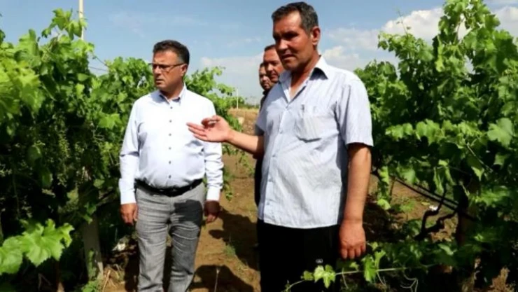 Manisa'da üzüm bağlarını dolu vurdu
