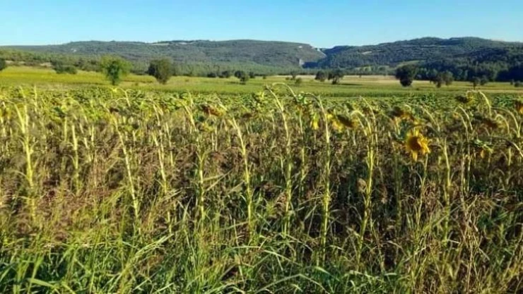 Marmara'da tırtıl istilası