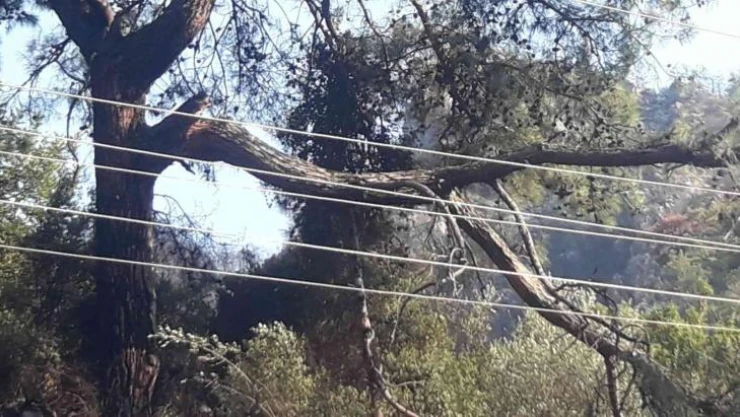 Marmaris'te orman yangınının çıkış sebebi belli oldu