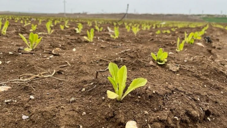 Marul fiyatlarında umutlar yeşerdi