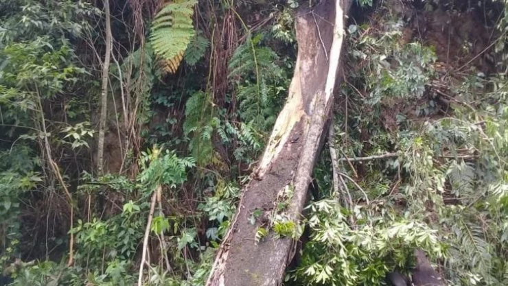 Meksika'da 25 metrelik ağaç devrildi: 3 ölü, 1 yaralı