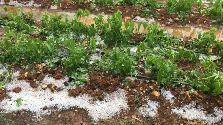 Mersin'de dolu bin 573 dekar alanda zarara yol açtı