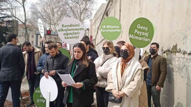 Mimari ve Şehircilik Platformu'ndan İBB'ye 'Çınar ağacı' tepkisi