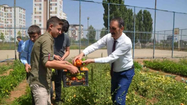 Muş'ta okul bahçesinde yetiştirilen sebzeler ihtiyaç sahiplerine dağıtılıyor