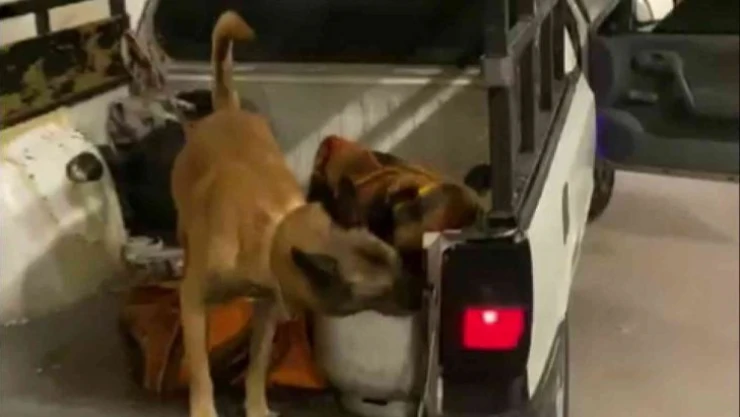 Mutfak tüpüne 46 bin uyuşturucu hap sakladılar, Galya'dan kaçamadılar