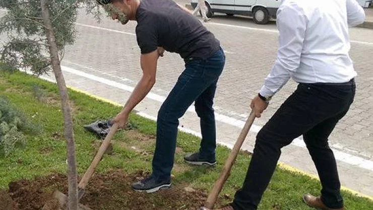 Kozluk'ta ağaçlandırma çalışması