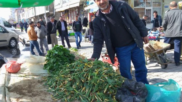 Baharın müjdecisi 'Çiriş' Güroymak'ta tezgahlarda yerini aldı