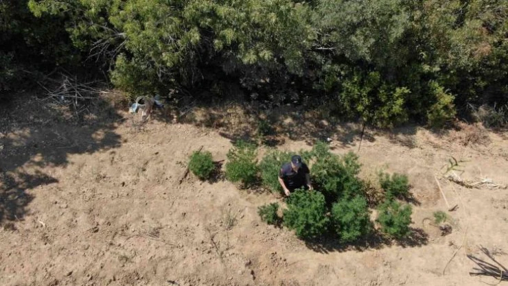 Narkotik köpek timi eşliğinde kenevir operasyonu
