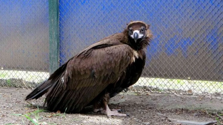 Nesli tehlike altında... Köylülerin bitkin halde bulduğu kara akbaba tedaviye alındı