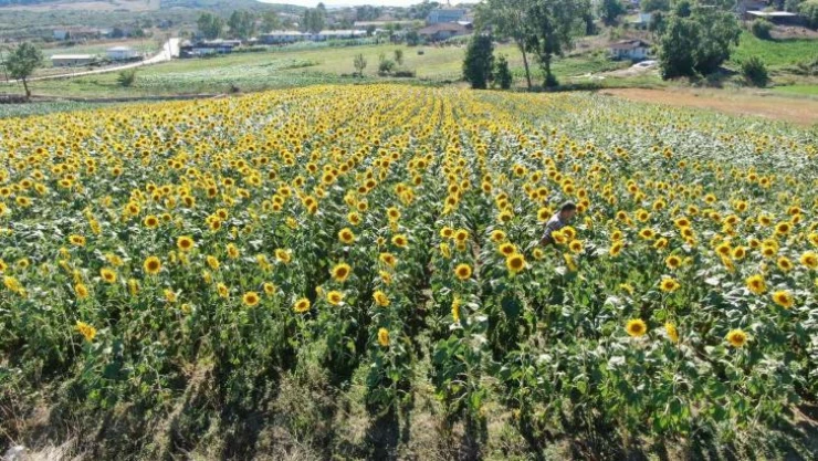 O köyde 33 sene sonra ayçiçeği ektiler