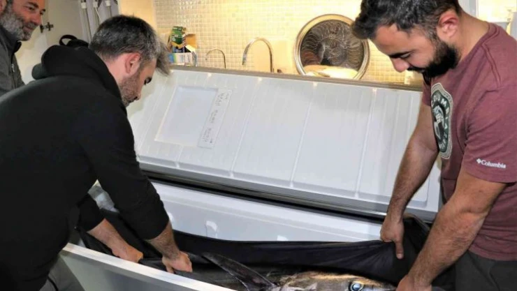 Oltayla tutulan dev orkinosu kamyonetle taşıyıp, evin buzdolabına güçlükle sığdırdılar