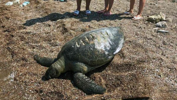 Ölü caretta caretta kıyıya vurdu