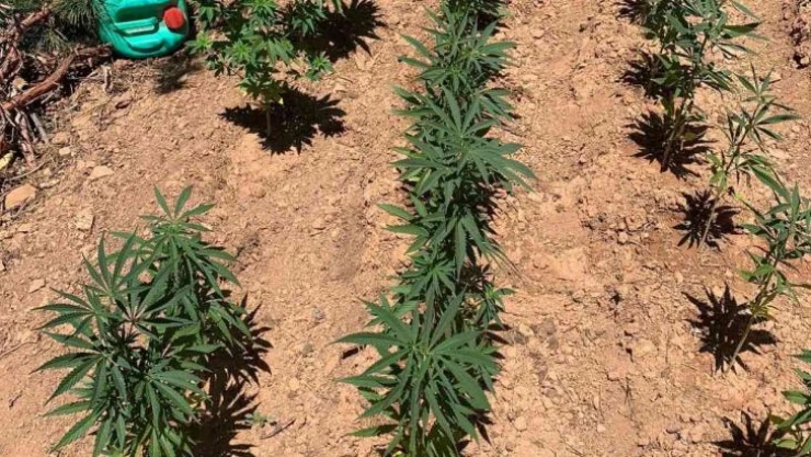 Ormanlık alanı kenevir bahçesine çevirmişler