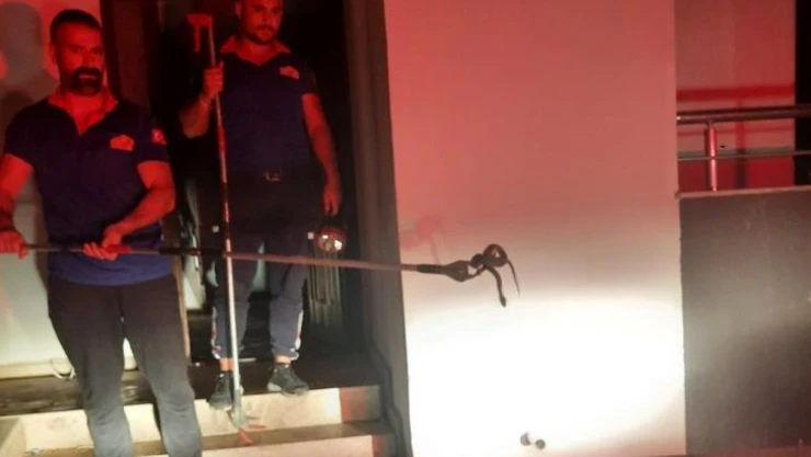 Osmaniye'de eve giren yılanı itfaiye yakaladı