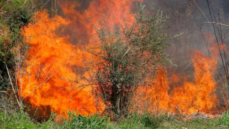 Osmaniye'de orman yangını