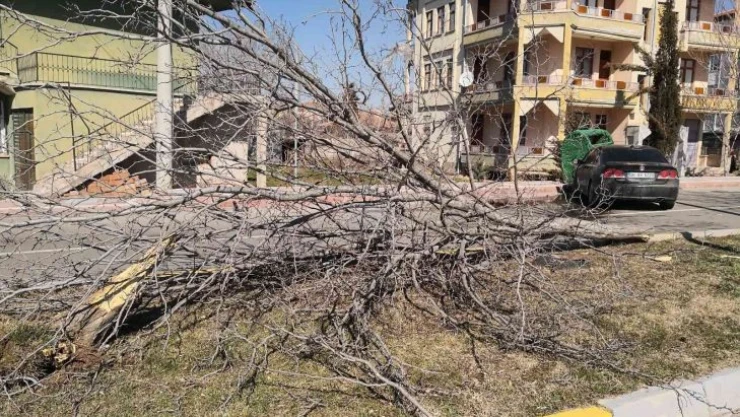 Otomobil refüjdeki ağacı söküp karşı şeritteki çöp konteynerine çarptı