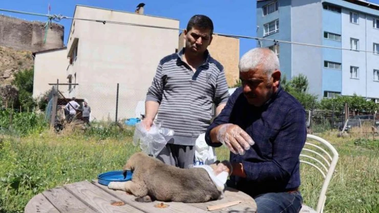 Otomobilin çarptığı yavru köpeğe vatandaş sahip çıktı