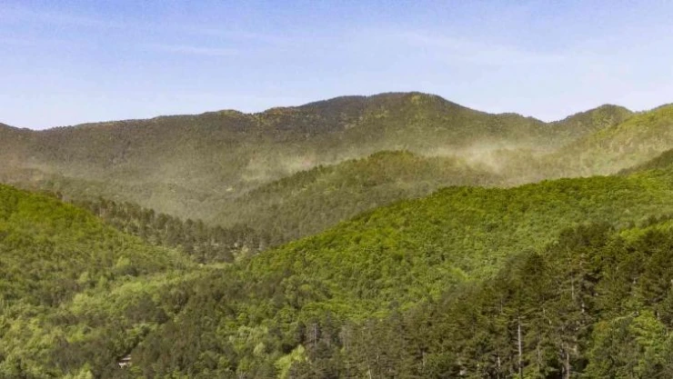 (Özel Haber) Kazdağları'nda adeta polen fırtınası yaşandı