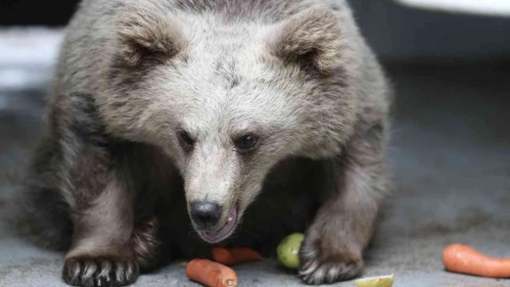 O yavru 6 ay sonra gözlerini açtı