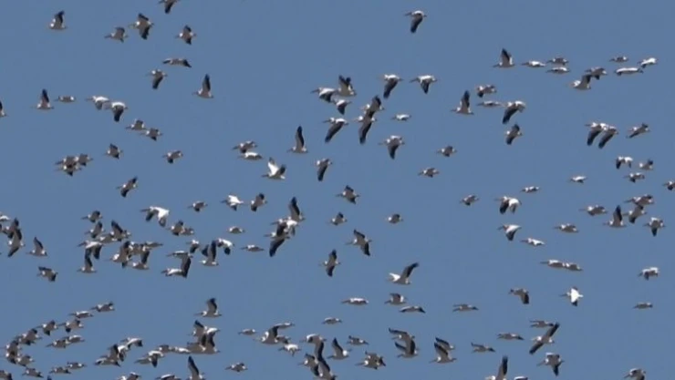 Pelikanların göçü görsel şölen oluşturdu