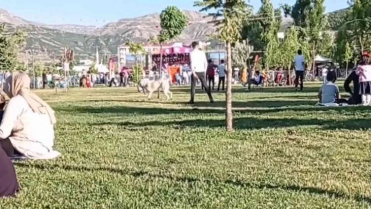 Sahilde top oynayan gençlerin köpekle imtihanı