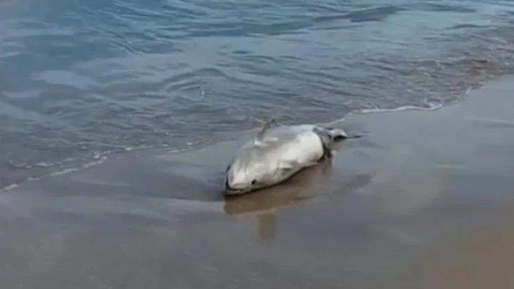 Sahile ölü yunus vurdu