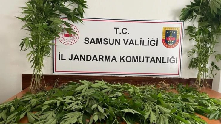 Samsun'da arazide ekili 85 kök kenevir bitkisi gele geçirildi: 1 kişi tutuklandı